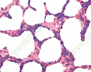 MERCK 111885.0001 IVD Gram-Color Stain Set 5x500 ml CE