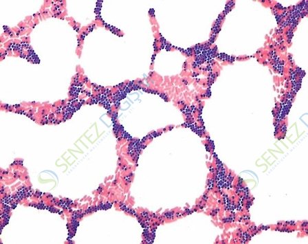 MERCK 111885.0001 IVD Gram-Color Stain Set 5x500 ml CE