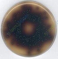 MERCK 108882.5000 Zinc Sulfate Monohydrate Emprove CAS No.7446-19-7