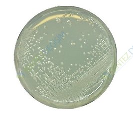 MERCK 107994.0500 Bat Agar For Microbiology