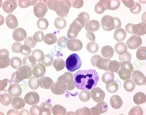 MERCK 109202.0010 Ct-Supplement For Microbiology