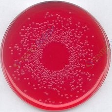 MERCK 110747.0500 Bpls Agar Modified Brilliant-Green Phenol-Red Lactose Sucrose Agar Modified, For Microbiology