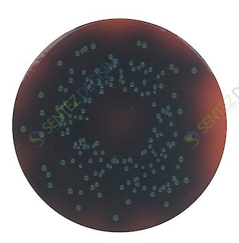 MERCK 111755.0500 Palcam Listeria-Selective Agar (Base) Acc. To Van Netten Et Al. For Microbiology